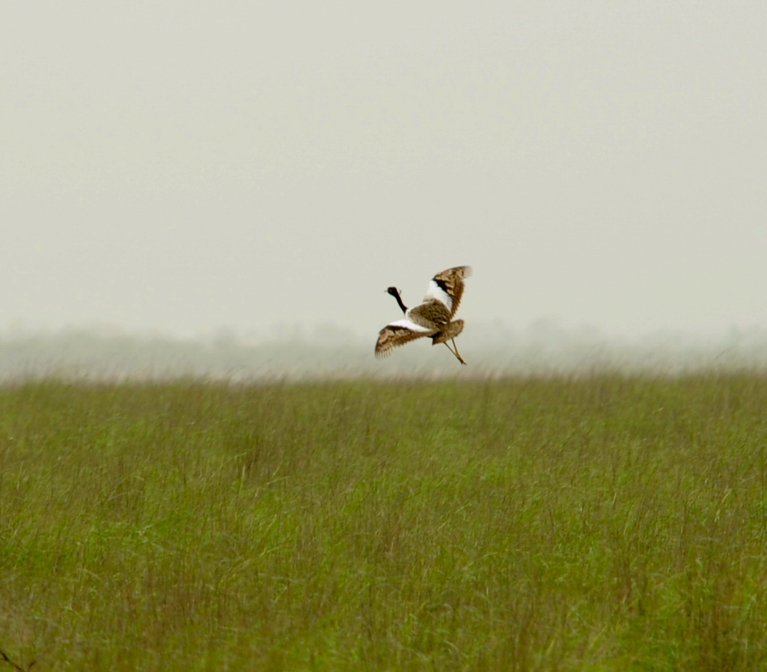 Lesser Florican
